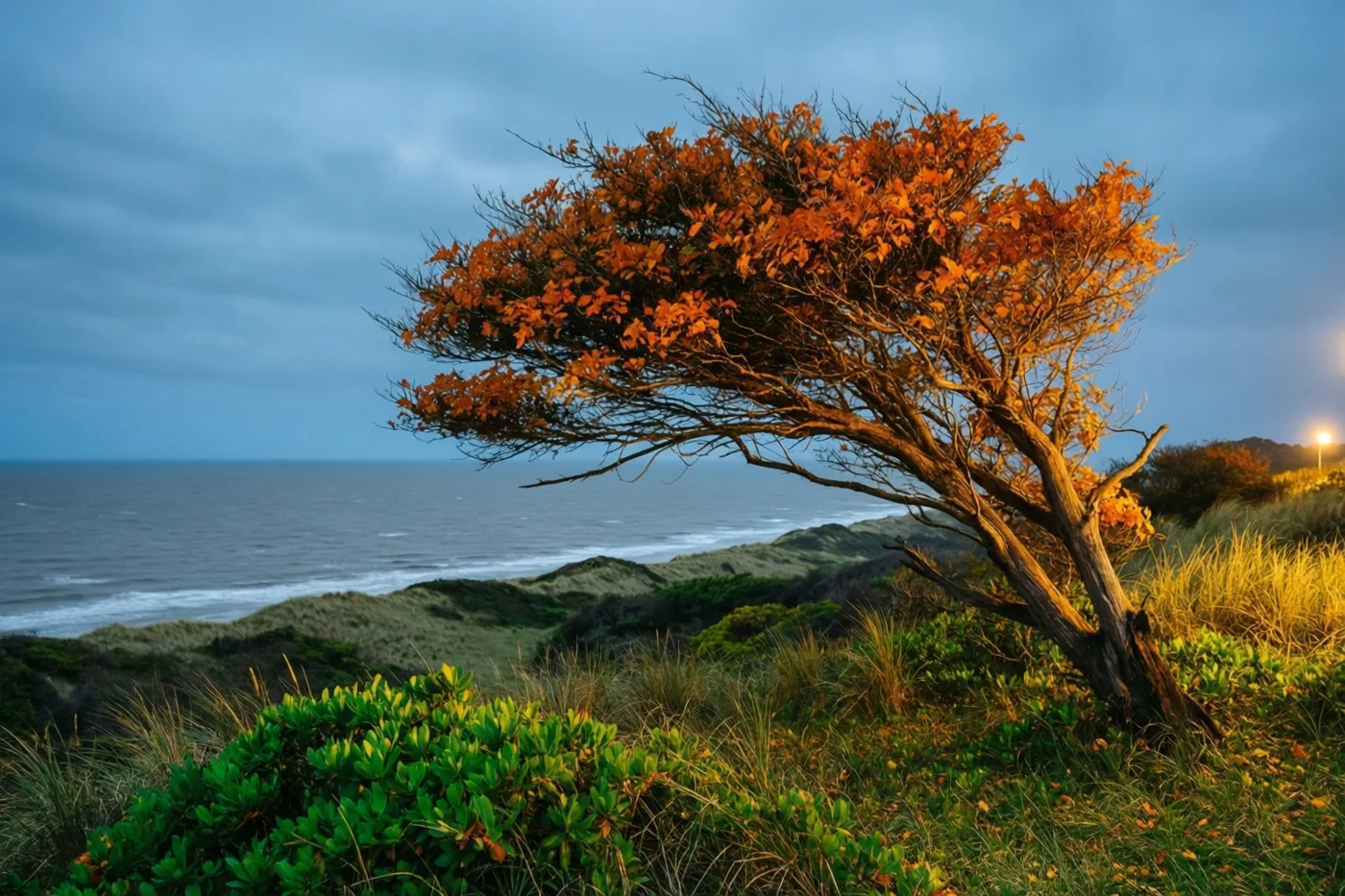 Een eenzame, door de wind gebogen boom met feloranje bladeren staat in warm licht op een grasduin bij een grijze zee onder een bewolkte hemel.