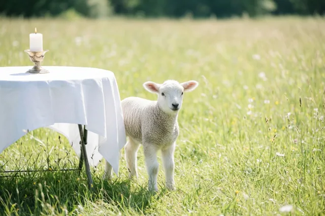 Een wit lammetje staat in een zonnige groene wei naast een ronde tafel met een wit kleed en één brandende witte kaars in een zilveren kandelaar.