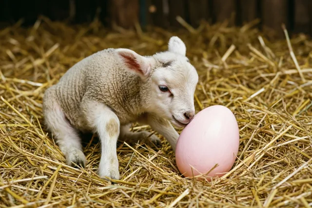 Een lammetje ontdekt Pasen