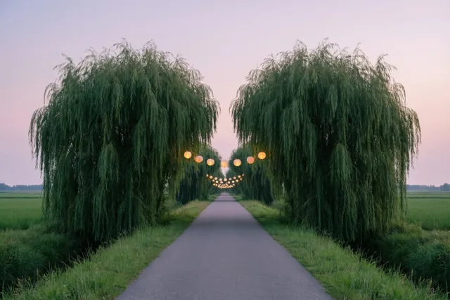 Boven een verharde polderweg tussen hoge knotwilgen met afhangende takken hangen warm verlichte papieren lampionnen bij schemering.