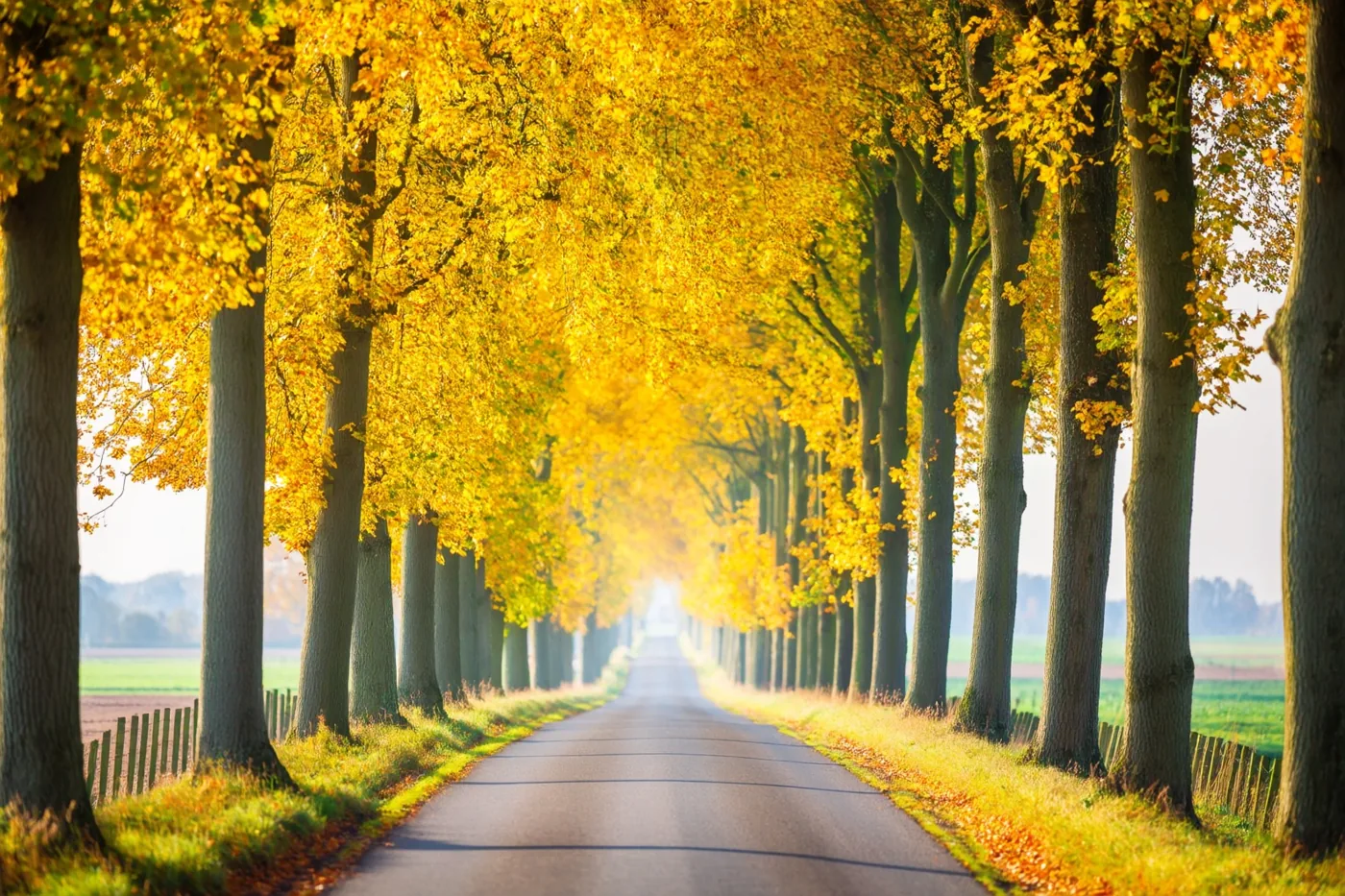 Een landelijke weg loopt tussen hoge platanen met gele herfstbladeren, met velden aan weerszijden in zacht zonlicht.