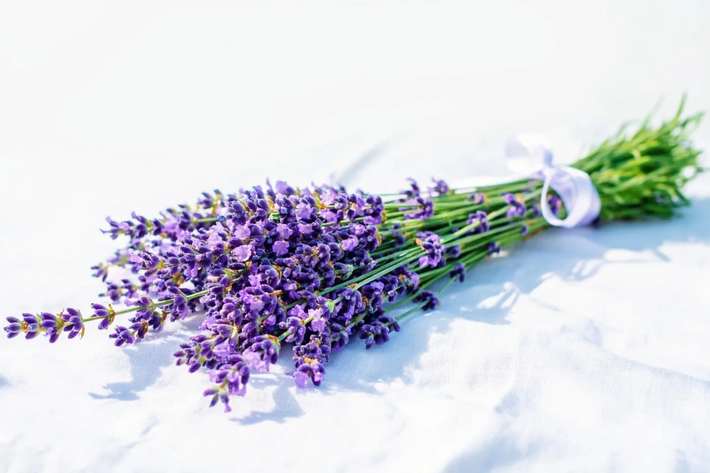Een bundeltje lavendel met een wit lint ligt op een witte linnen doek in helder licht.