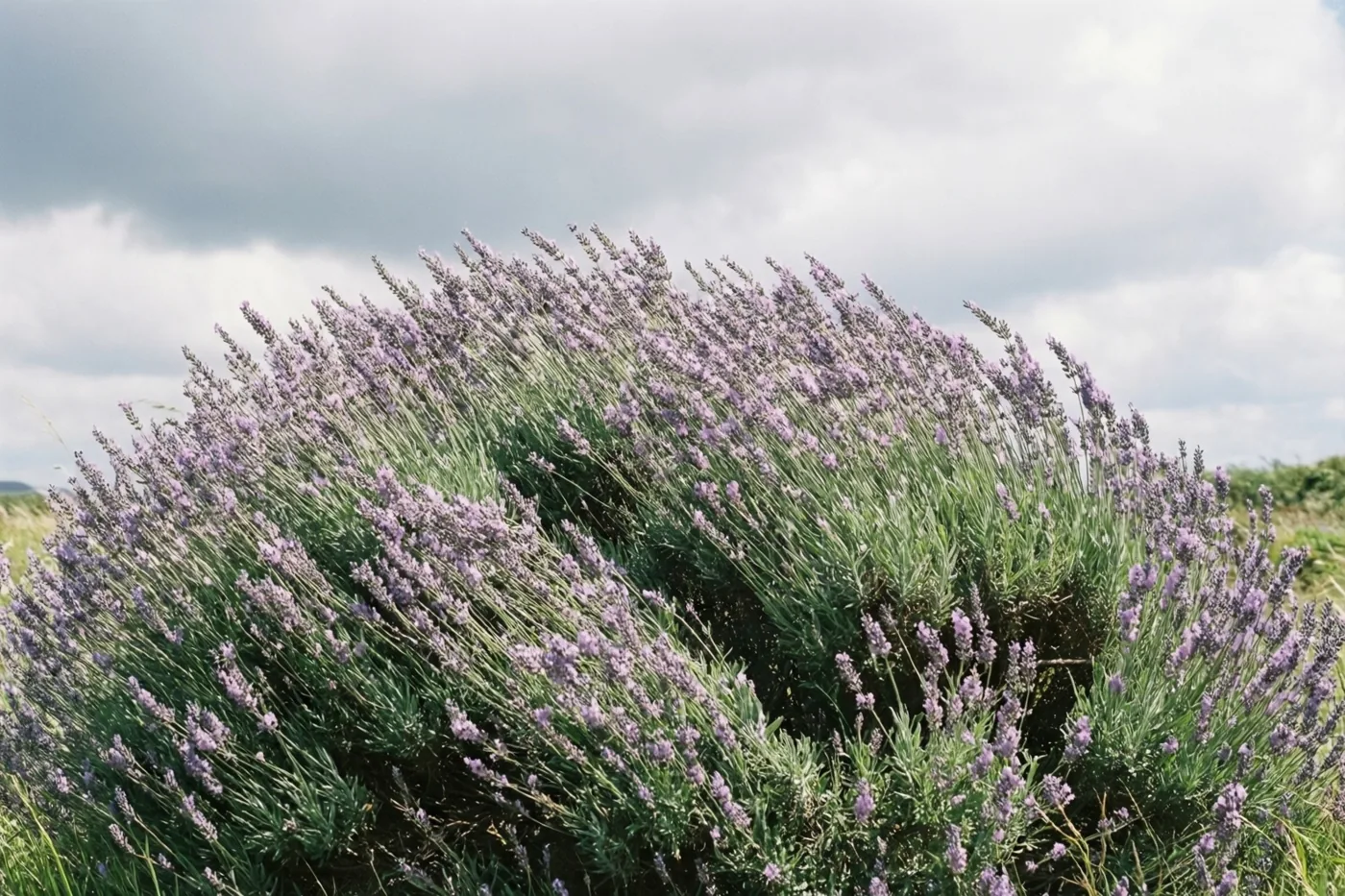 Een dichte, uitbundig bloeiende lavendelstruik buigt door de sterke wind onder zware grijze wolken, in paarse, groene en grijze tinten.