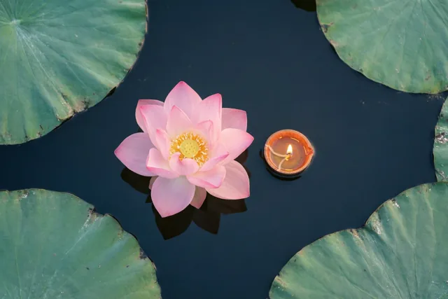 Een lotusgroet voor Diwali