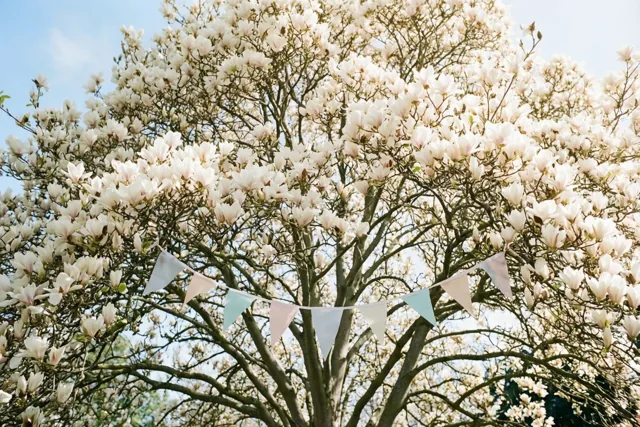 De magnolia viert je verjaardag