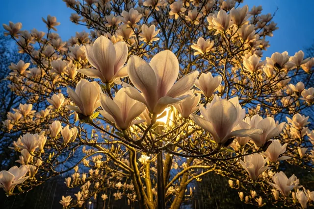 Bloesems als teken van hoop