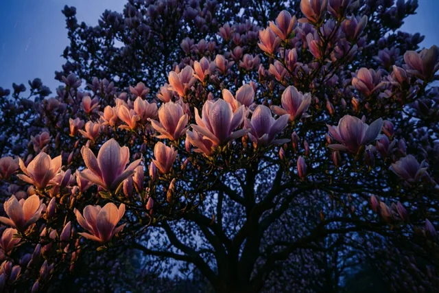 Magnolia voor een moeilijk moment