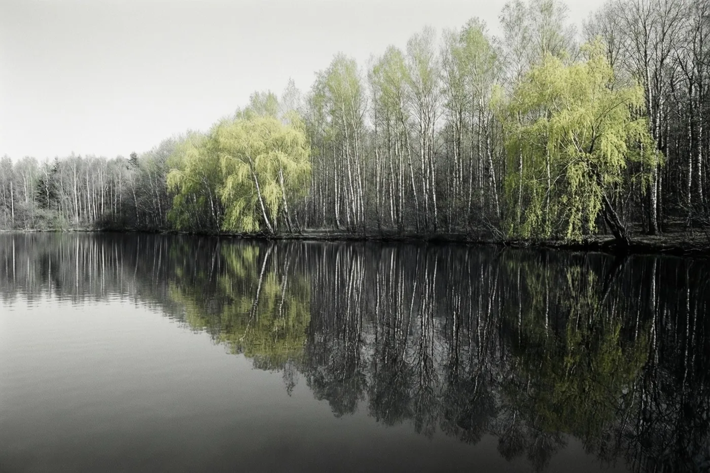 Een stil meer weerspiegelt berken en wilgen met hun eerste bladeren langs de oever, in gedempte grijstinten met een felgroen kleuraccent.