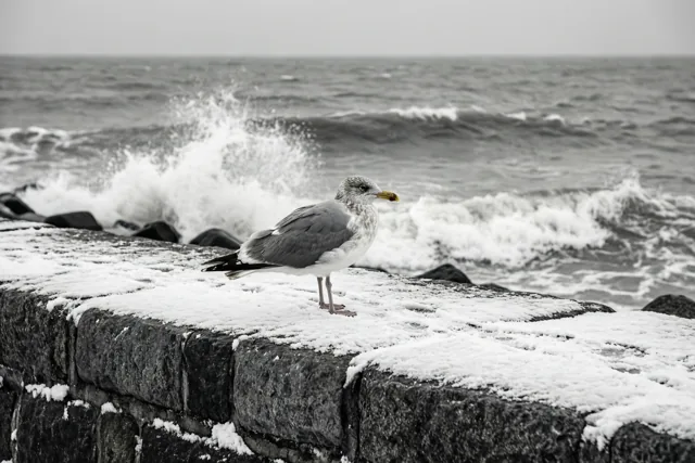 Een geel accent in de winter