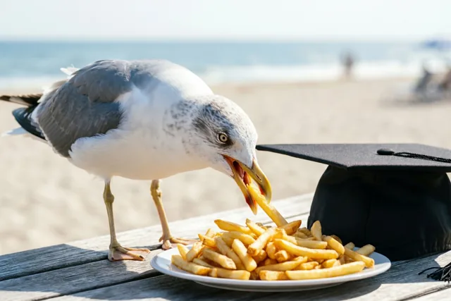 Meeuw aan het afstudeerfeest