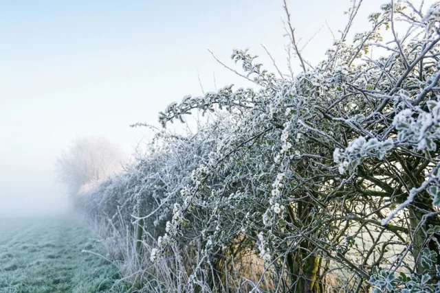De winter in witte takken