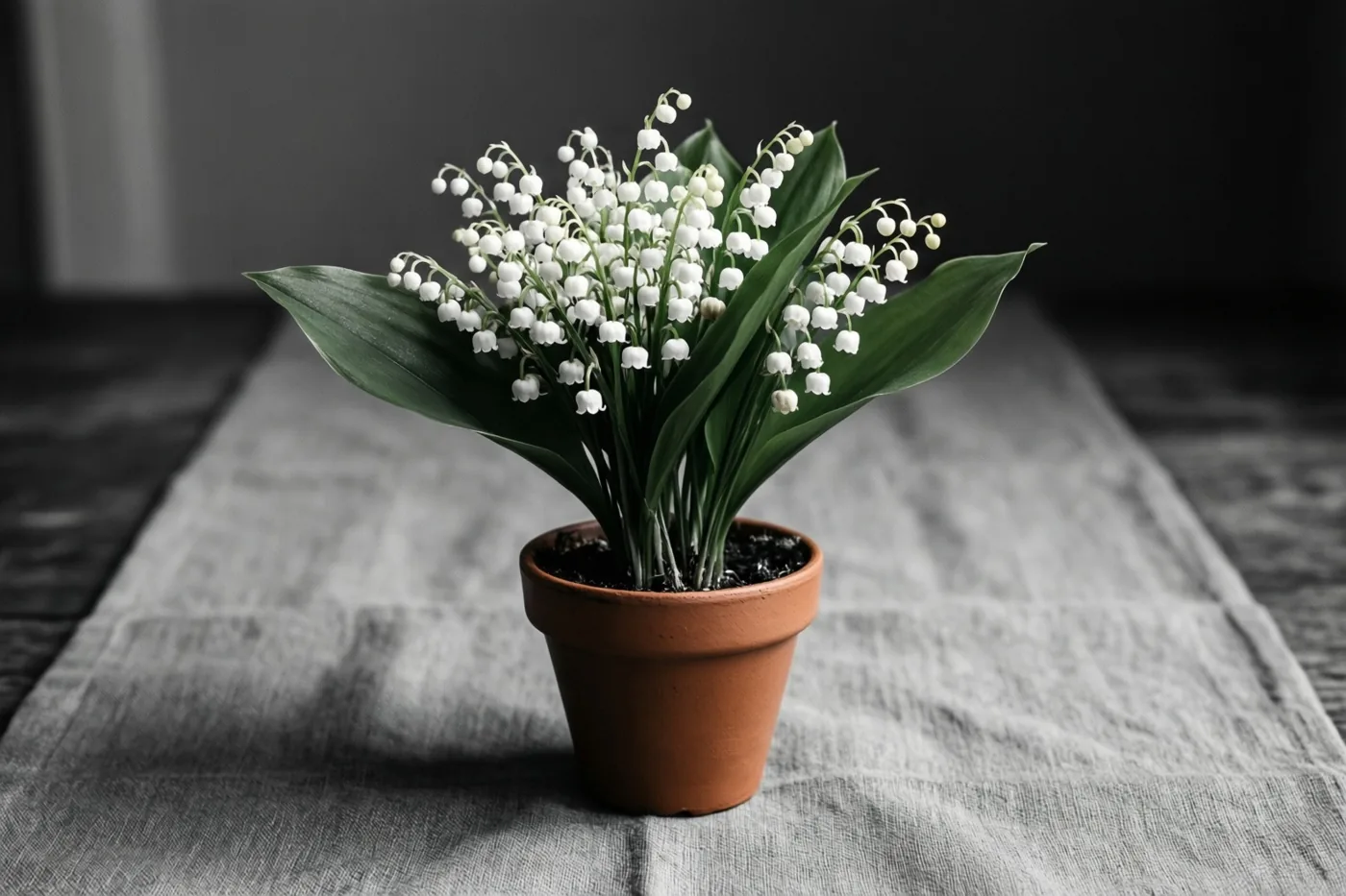 Meiklokjes met witte klokvormige bloemen en groene bladeren staan in een terracottapot op een grijze linnen doek, tegen een donkere onscherpe achtergrond.
