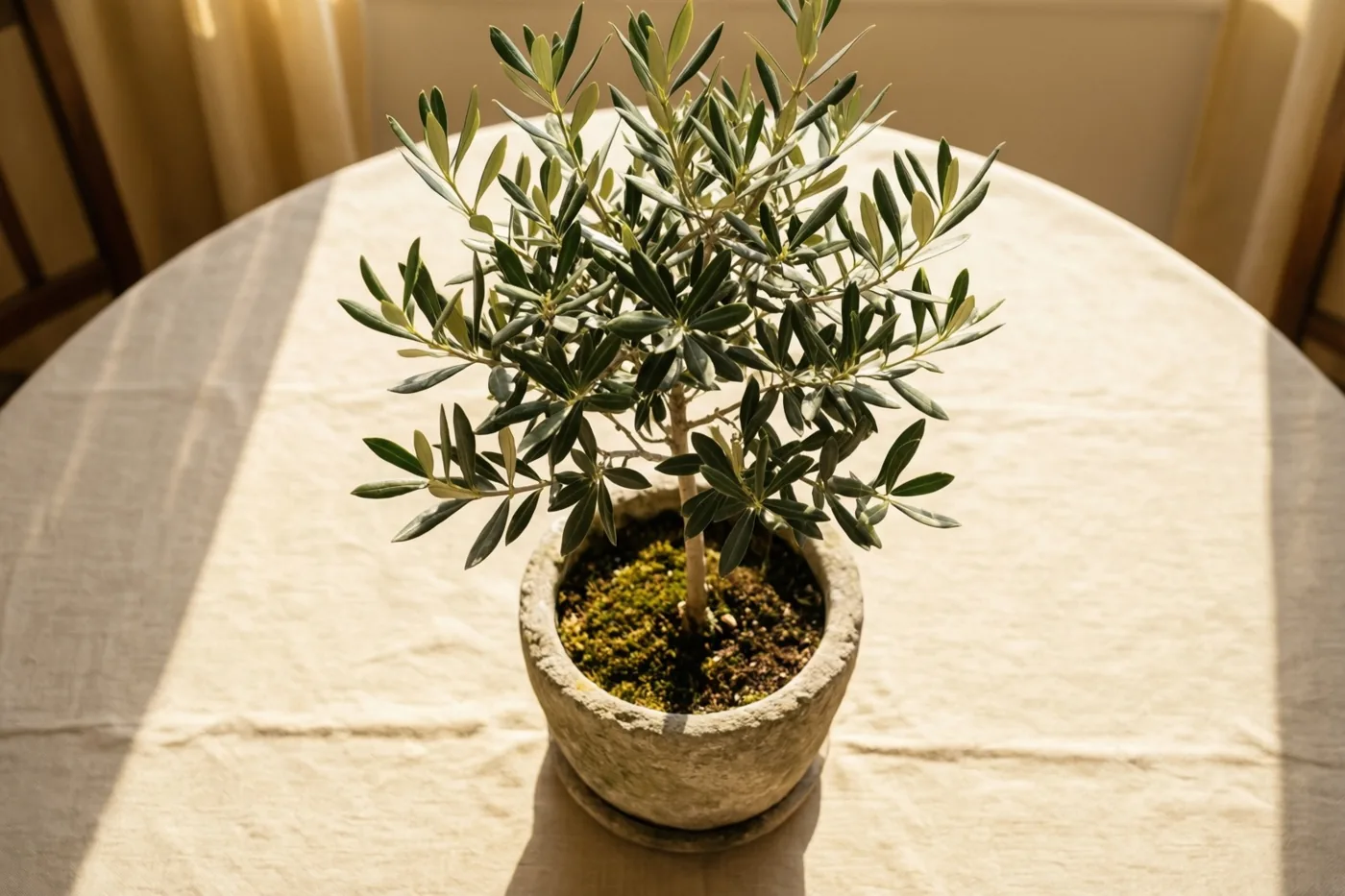 Een klein olijfboompje in een stenen pot met reliëf staat midden op een ronde tafel met een licht linnen tafelkleed, in warm zonlicht met zachte schaduwen.