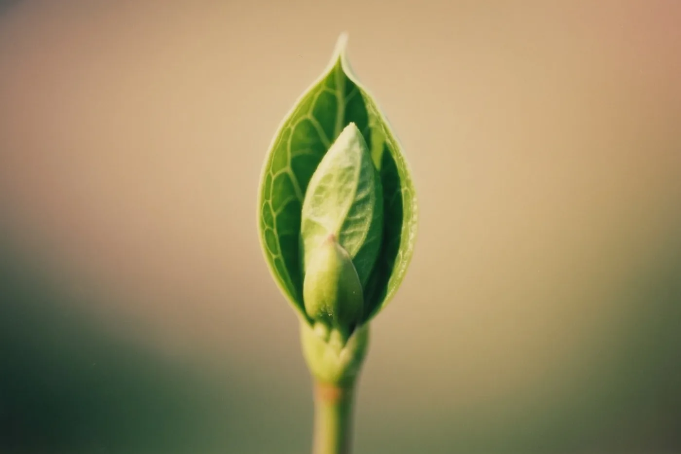 Een nieuw groen blad ontvouwt zich midden voor een zachte achtergrond met groene en beige kleurovergangen.