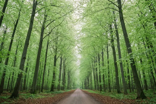 Het bos wordt wakker