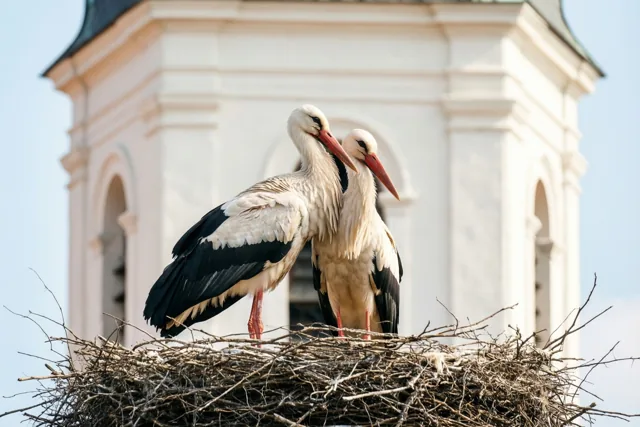Twee ooievaars, een vertrouwd nest