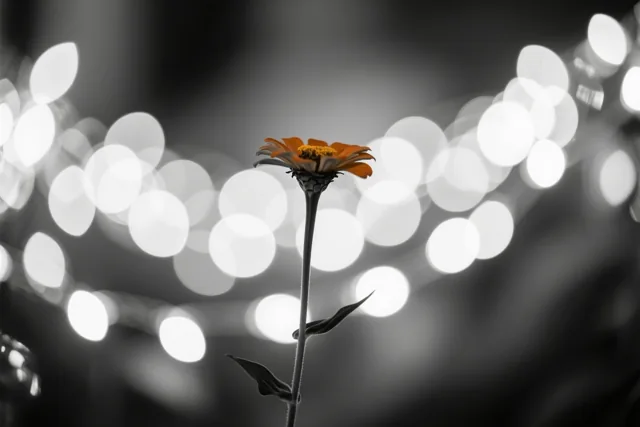 Een enkele oranje bloem met een geel hart en een donkere steel staat scherp tegen een verder monochrome achtergrond met wazige witte lichtjes.