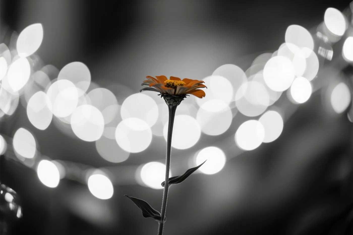 Een enkele oranje bloem met een geel hart en een donkere steel staat scherp tegen een verder monochrome achtergrond met wazige witte lichtjes.
