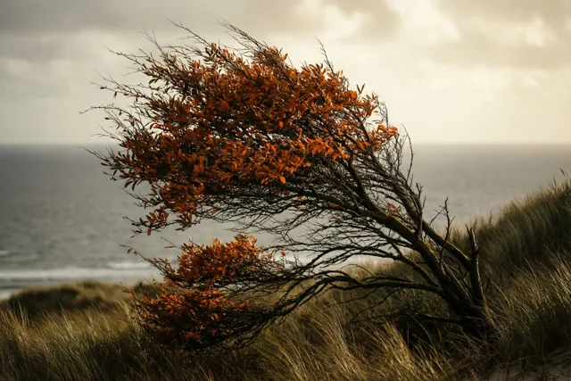 Met de herfstwind mee