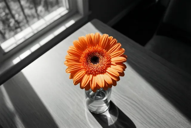 Eén gerbera zegt al veel