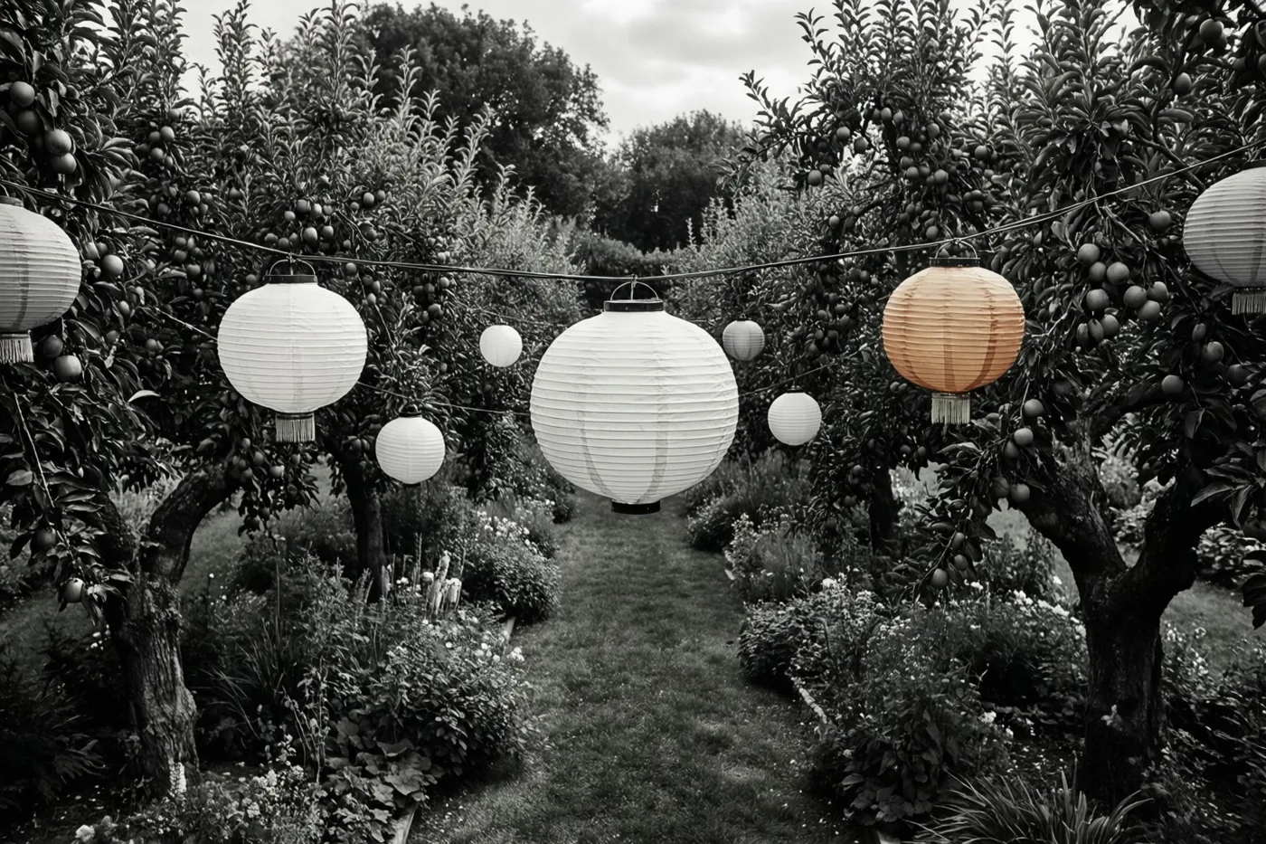 Papieren lampionnen van verschillende groottes hangen boven een tuinpad tussen rijen oude fruitbomen, in een zwart-witbeeld met één oranje lampion.