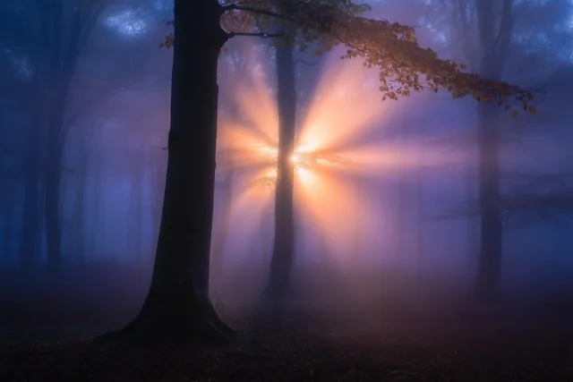 Warmte tussen koele bomen