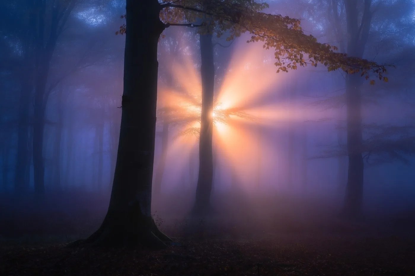 Zonnestralen schijnen door de ochtendmist in een beukenbos in november, in koele blauwe en warme oranje tinten.