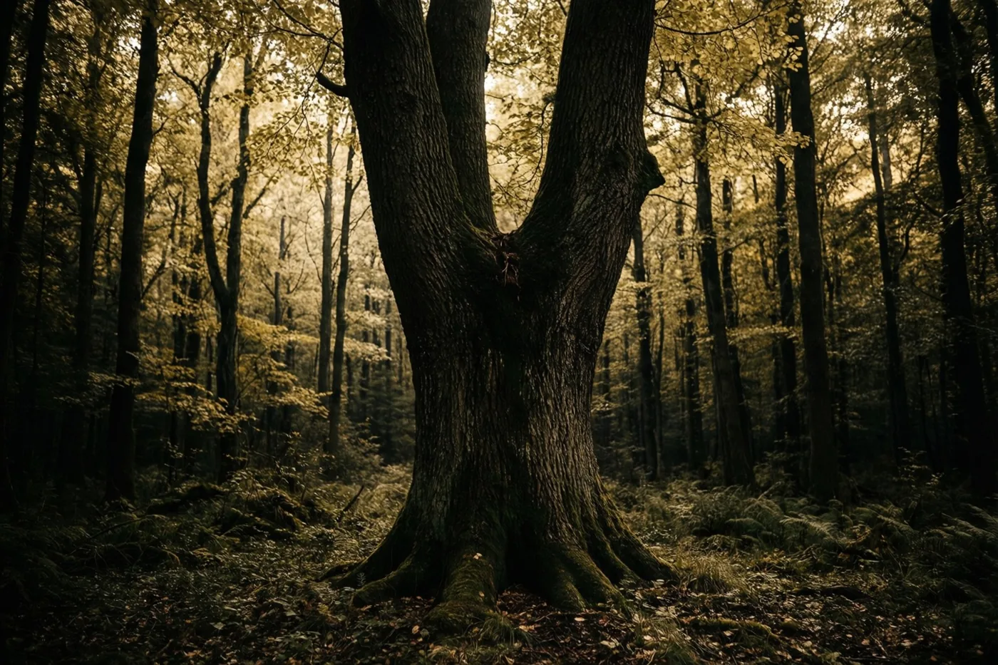 Een grote oude boom met twee vergroeide stammen staat aan de rand van een dicht bos, waar warm, goudkleurig licht door het bladerdak valt.