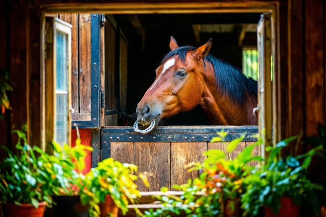 Paard brengt geluk aan huis