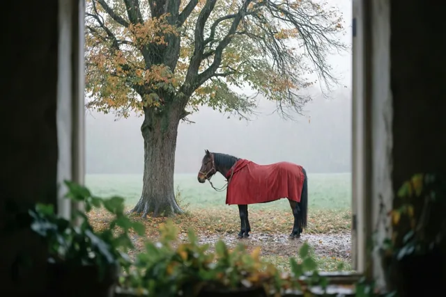 Een paard in novembernevel