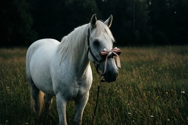 Te paard naar jullie toekomst