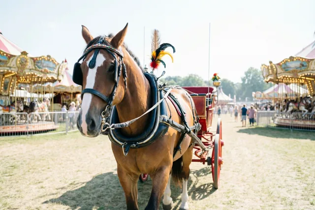 Een paard in feesttenue