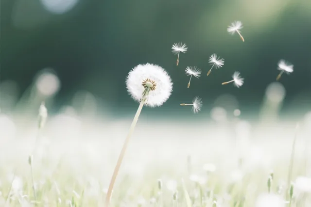 Van een paardenbloem zweven zaadjes weg in een zacht vervaagde weide met witte, groene en lichtgele tinten.