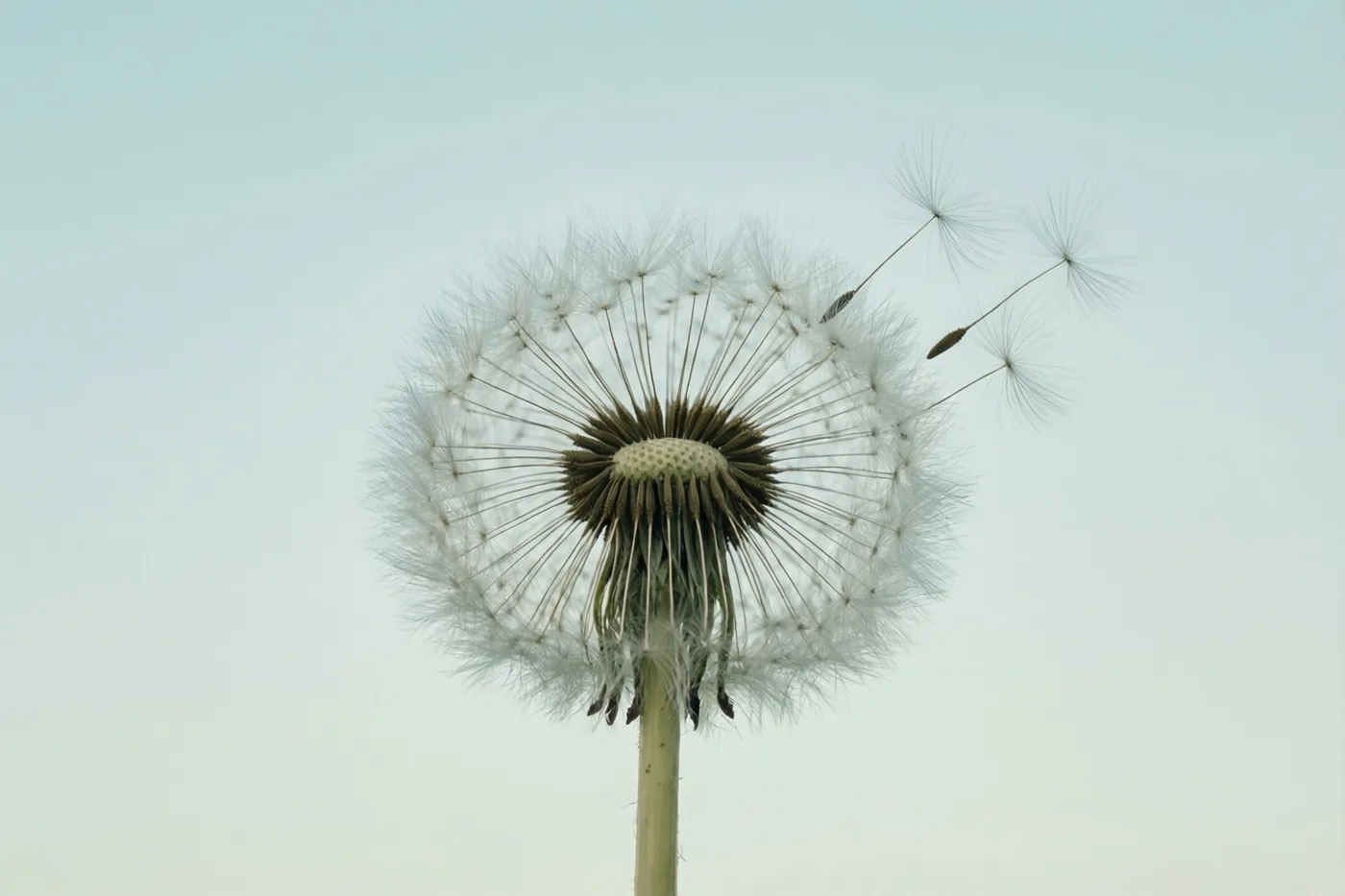 Een pluizenbol van een paardenbloem staat tegen een bleke hemel, met enkele zaadjes die aan hun pluisjes wegdrijven.