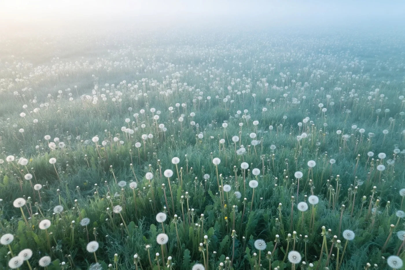 Een veld met witte paardenbloempluizen loopt uit in de mist, in koel ochtendlicht met groene en witte tinten.