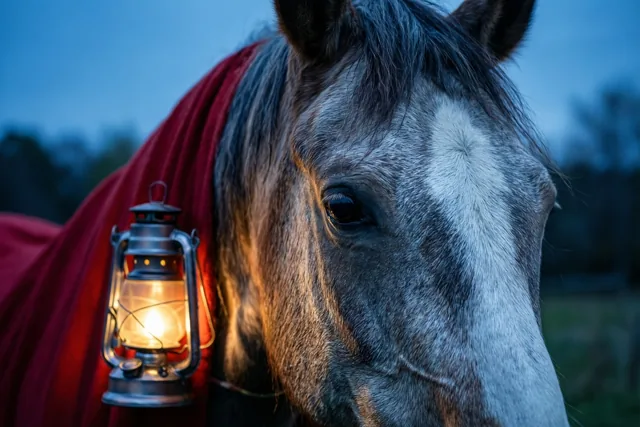 Een paardenportret voor Sint-Maarten