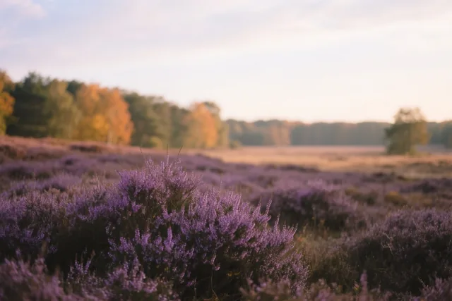 Rust op de heide