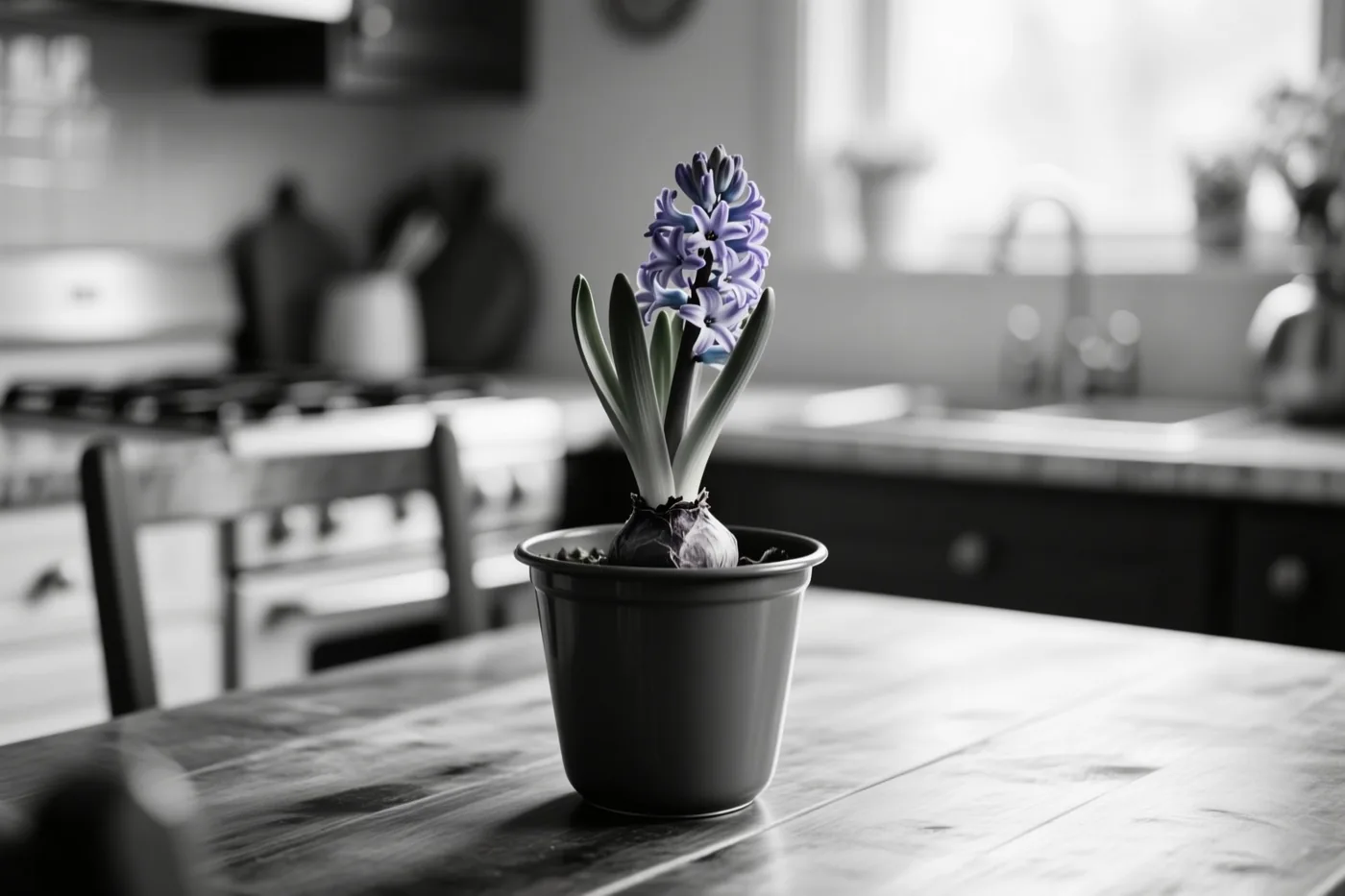 Een pot met een paarsbloeiende hyacint staat midden op een houten keukentafel, met op de onscherpe achtergrond keukentoestellen en een raam.