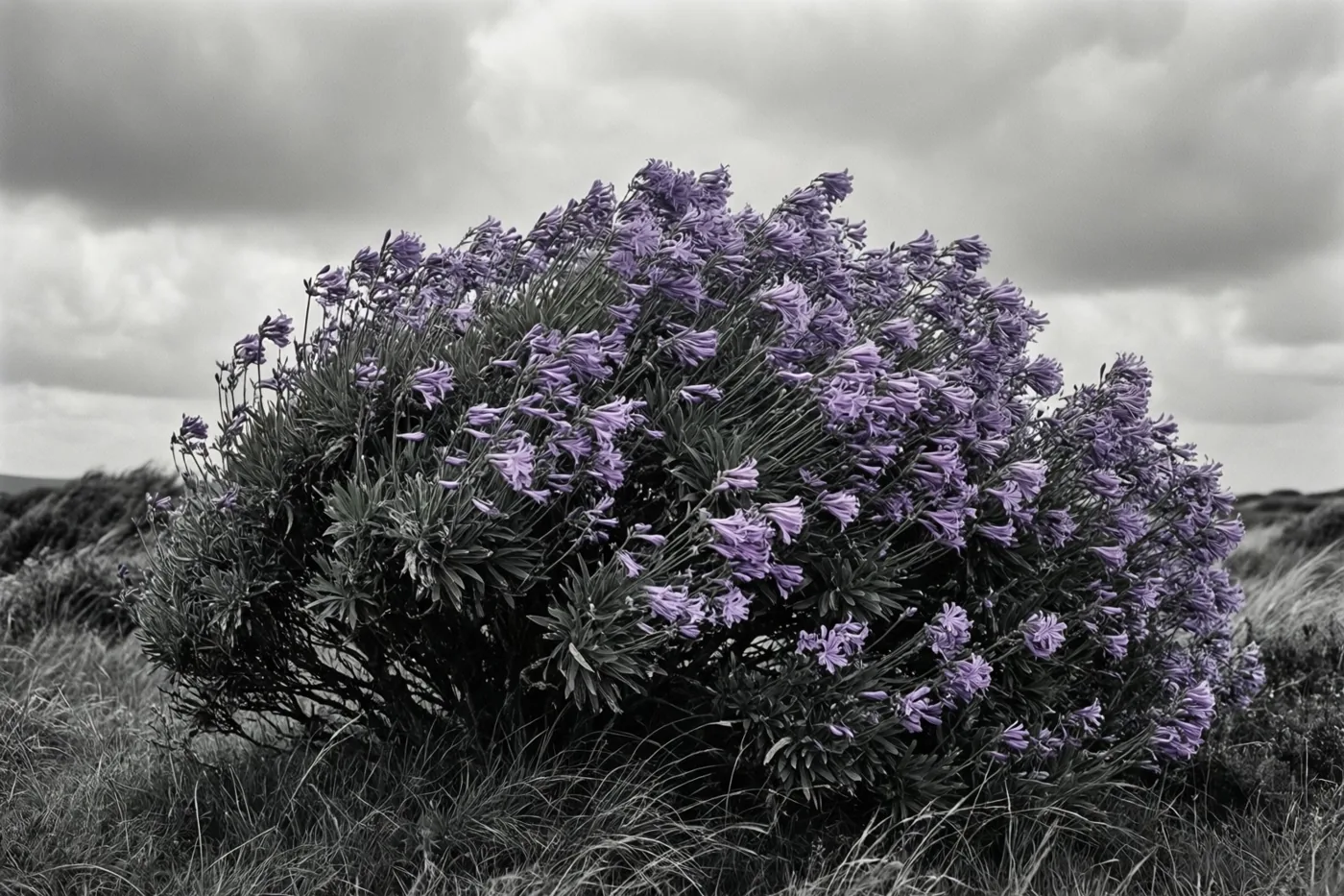 Een dichte lavendelstruik buigt door de harde wind onder zware grijze wolken, met paarse bloemen tegen een verder zwart-wit landschap.