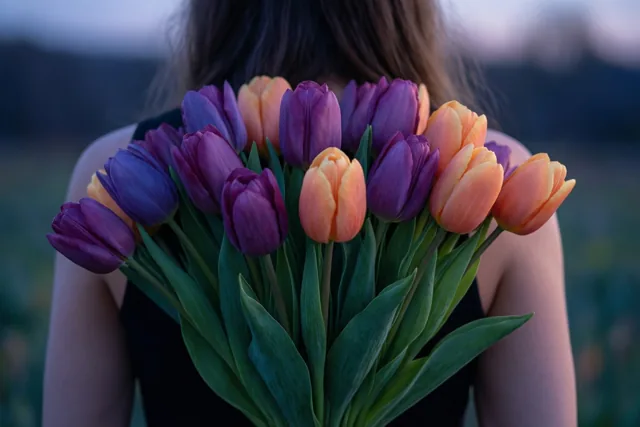 Een sorry in paarse tulpen