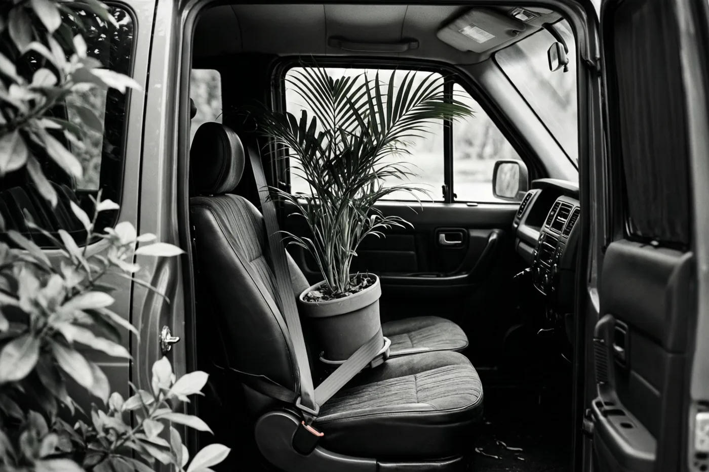Op deze zwart-witfoto staat een pot met een palm met een gordel vast op de passagiersstoel van een bestelwagen, gezien door de open deur.
