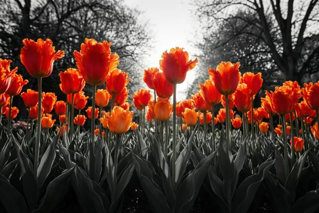 De lente gloeit in tulpen