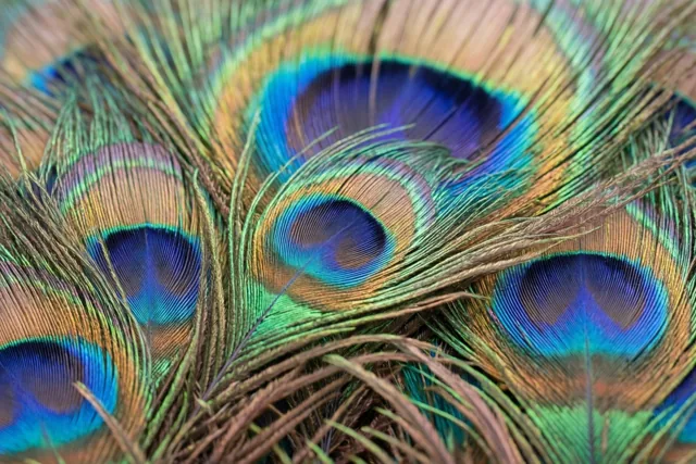 Overlappende pauwenveren in blauw, groen en goud vullen het hele beeld.
