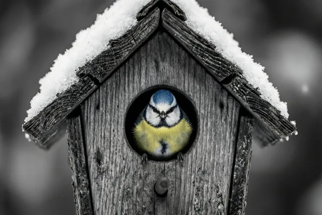 Een wintergroet van het pimpelmeesje