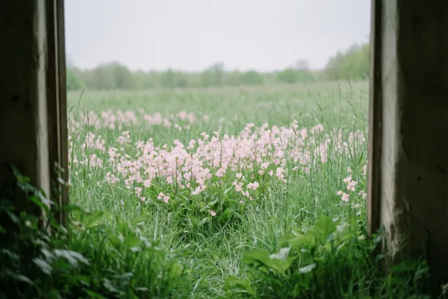 De lente achter het raam