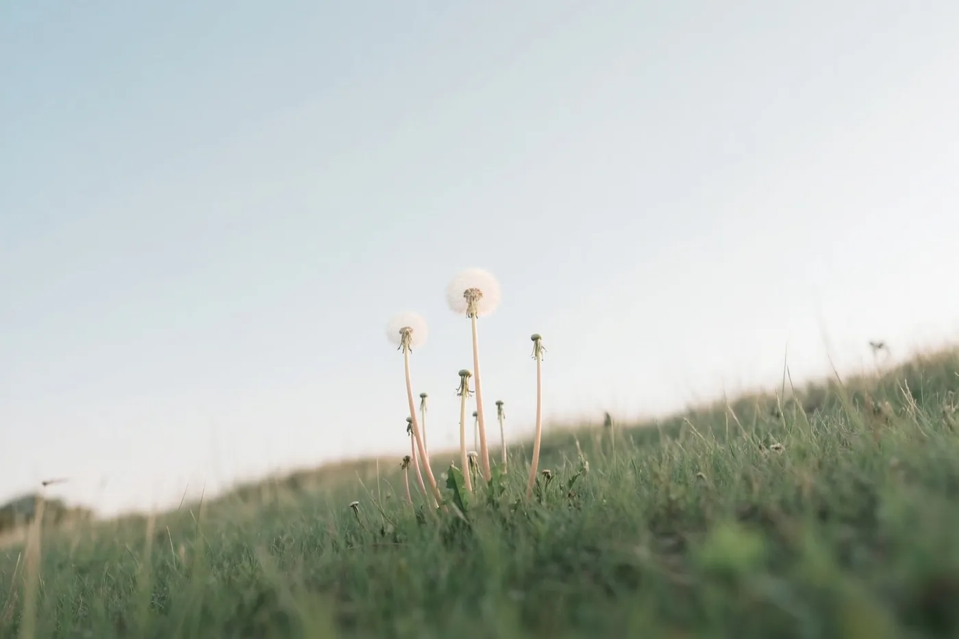 Van laag bij de grond zijn pluizenbollen van paardenbloemen te zien die boven het gras uitsteken tegen een lichtblauwe hemel.