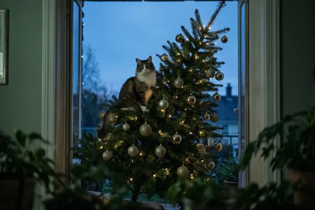 Kerstboom met klimgrage kat