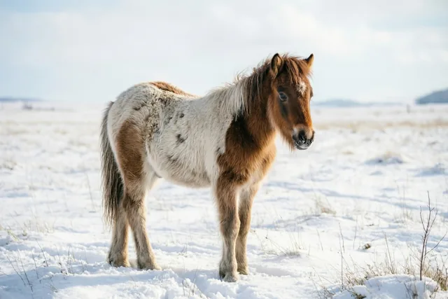Kleine pony in wintervacht