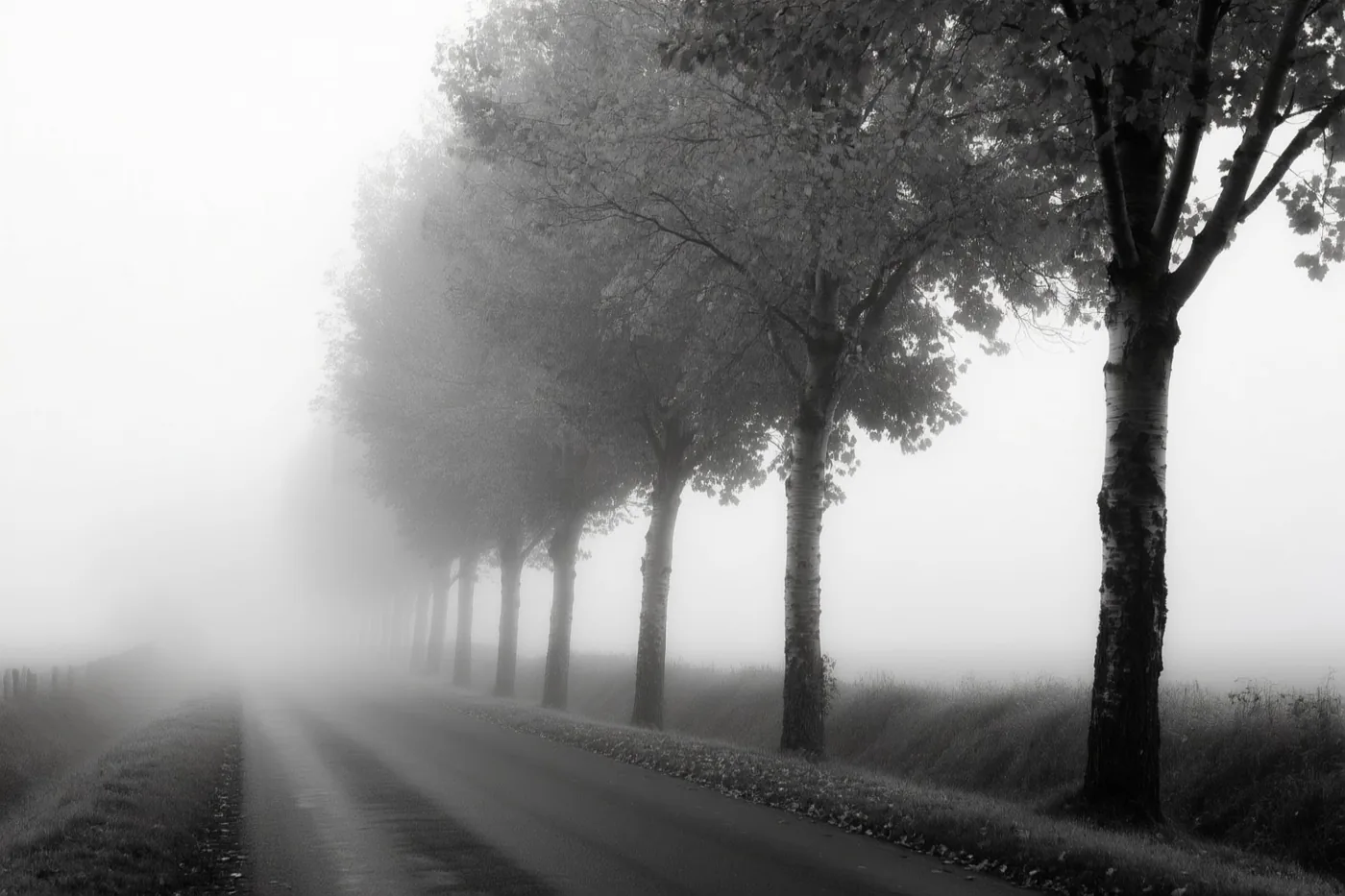 Een rij populieren langs een landweg verdwijnt gedeeltelijk in dichte herfstmist op een monochrome foto.