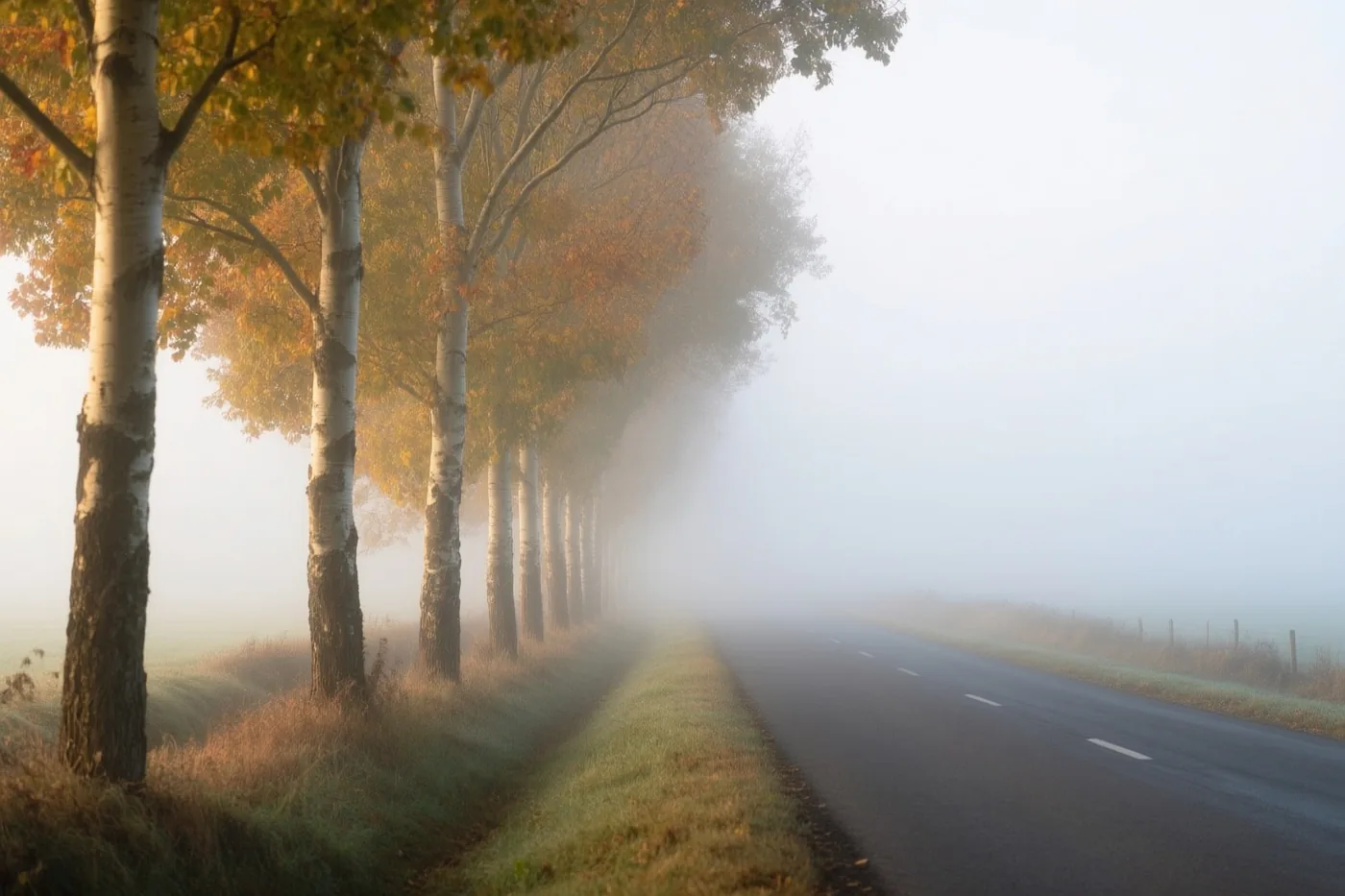 Populieren met herfstbladeren staan langs een rustige landweg in mist en zacht, koel licht.